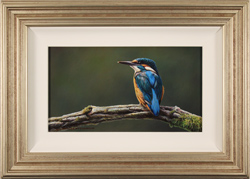 Wayne Westwood, Original oil painting on panel, Kingfisher Medium image. Click to enlarge