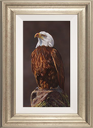 Wayne Westwood, Original oil painting on panel, American Bald Eagle  