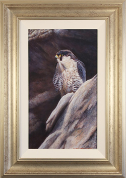 Wayne Westwood, Original oil painting on panel, Peregrine Falcon Medium image. Click to enlarge