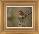 Wayne Westwood, Original oil painting on panel, Spring Robin Medium image. Click to enlarge