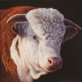 Wayne Westwood, Original oil painting on panel, The Hereford Bull Medium image. Click to enlarge