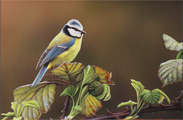 Wayne Westwood, Original oil painting on panel, Blue Tit Medium image. Click to enlarge