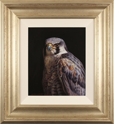 Wayne Westwood, Original oil painting on panel, Peregrine Falcon Medium image. Click to enlarge